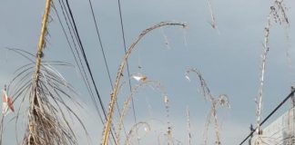 Rawat NKRI, Umat Hindu Kalbar Netral dan Idependen