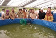 Ponpes Syaikh Zainuddin NW Melawi Panen Lele Bioflok