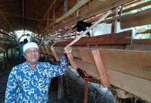 Harga Karet Turun, Warga Madu Sari Ternak Kambing