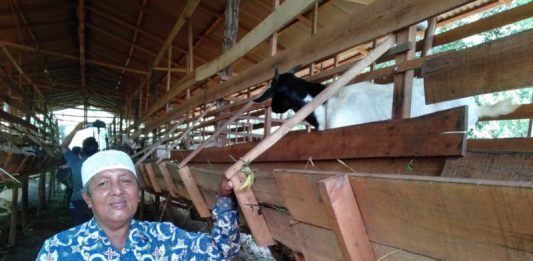 Harga Karet Turun, Warga Madu Sari Ternak Kambing