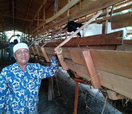 Harga Karet Turun, Warga Madu Sari Ternak Kambing