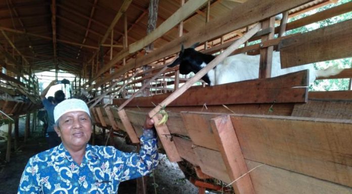 Harga Karet Turun, Warga Madu Sari Ternak Kambing