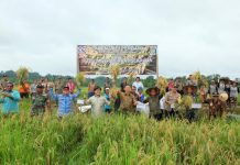 PT. SBS Seriusi Penggarapan Investasi Pertanian Padi di Sekadau