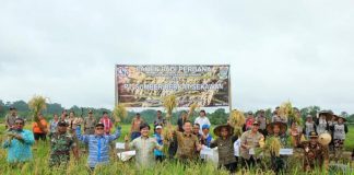 PT. SBS Seriusi Penggarapan Investasi Pertanian Padi di Sekadau