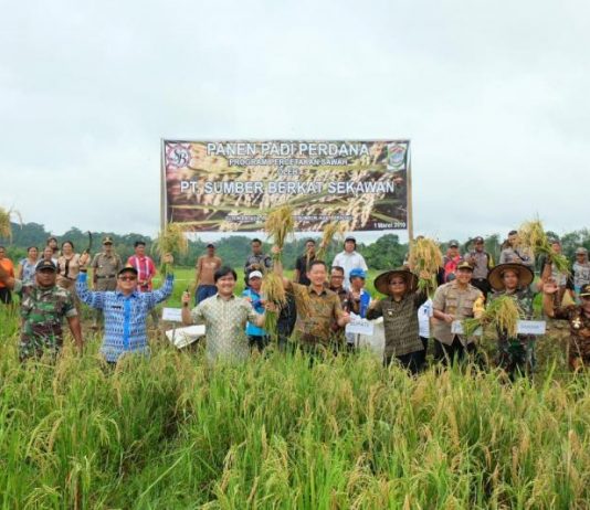 PT. SBS Seriusi Penggarapan Investasi Pertanian Padi di Sekadau