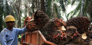 CPO Indonesia Dihadang Lagi