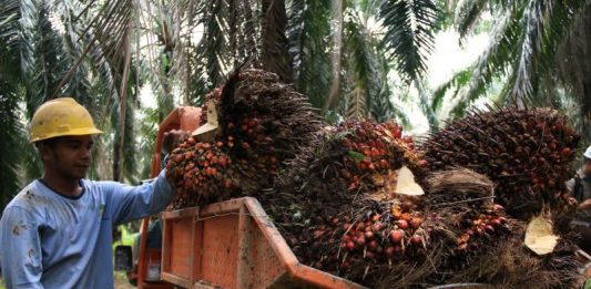 Pembatasan CPO Oleh Uni Eropa Ancam Neraca Dagang