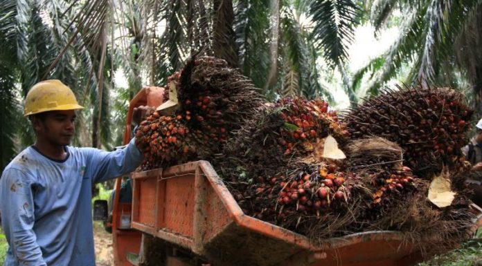 Pembatasan CPO Oleh Uni Eropa Ancam Neraca Dagang