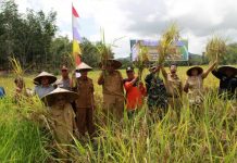 Bulog Target 321 Ton Beras Tahun Ini