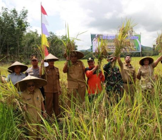 Bulog Target 321 Ton Beras Tahun Ini