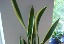 Tanaman Lidah Mertua Ternyata Dapat Menyerap Radiasi HP