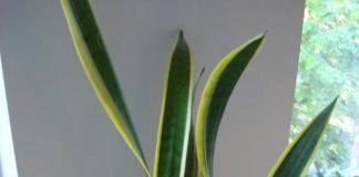 Tanaman Lidah Mertua Ternyata Dapat Menyerap Radiasi HP