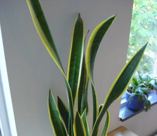 Tanaman Lidah Mertua Ternyata Dapat Menyerap Radiasi HP