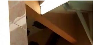 Ular Piton Besar Masuk ke Sebuah Rumah di Bukit Barisan