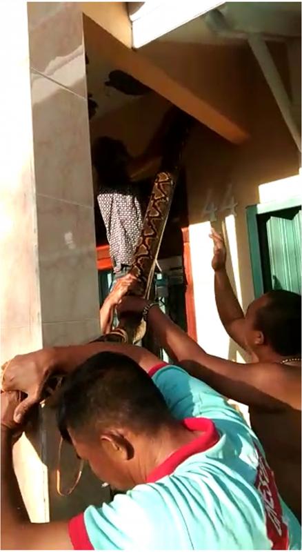ULAR PITON. Seorang wanita berjibab melaporkan melalui video bahwa seekor ular piton besar masuk rumah warga di Jalan Bukit Barisan. Video tersebut viral dan membuat heboh warga Pontianak, Minggu (21/4). (REPRO for RK)