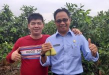 Jambu Green Honey Bikin Hero Terkesan