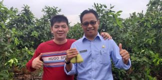 Jambu Green Honey Bikin Hero Terkesan