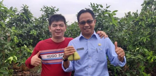 Jambu Green Honey Bikin Hero Terkesan