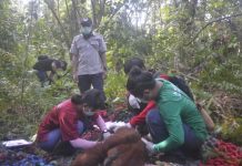 Lepasliar Tiga Orangutan di Sungai Kubang