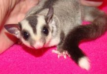 Bukan Tupai Terbang, Sugar Glider Hewan Penyuka Manis