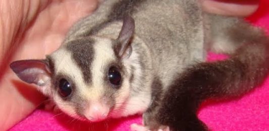 Bukan Tupai Terbang, Sugar Glider Hewan Penyuka Manis