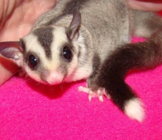 Bukan Tupai Terbang, Sugar Glider Hewan Penyuka Manis