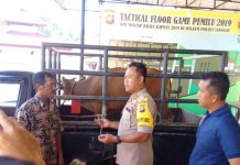 Pencurian Sapi Resahkan Warga Rimba Belian
