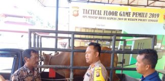 Pencurian Sapi Resahkan Warga Rimba Belian