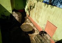 Beruang Madu Kurus Lantaran Usia Tua