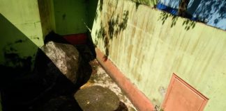 Beruang Madu Kurus Lantaran Usia Tua