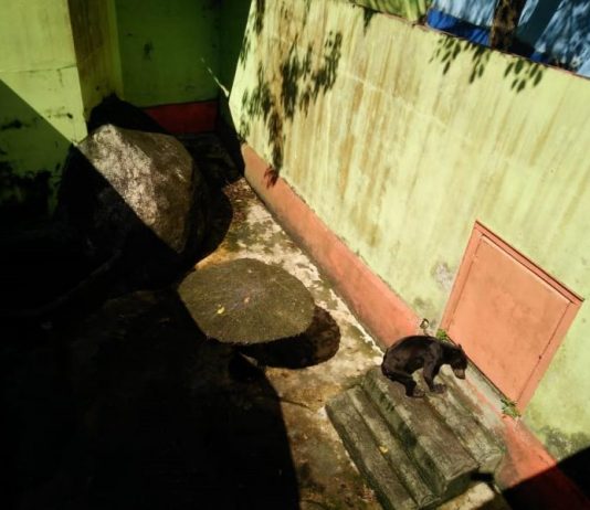 Beruang Madu Kurus Lantaran Usia Tua