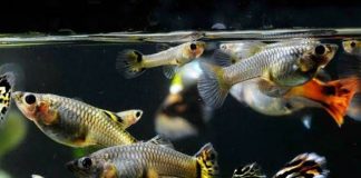 Budidaya Ikan Guppy Imbangi Tingginya Peluang Ekspor