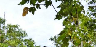 Danau Sentarum Jadi Destinasi Libur Lebaran