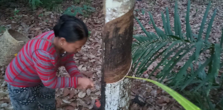 Petani Keluhkan Harga Jual Karet Semakin Rendah