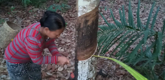 Petani Keluhkan Harga Jual Karet Semakin Rendah