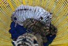 Lebaran Hari Pertama, Tiga Bayi Harimau Lahir