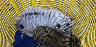 Lebaran Hari Pertama, Tiga Bayi Harimau Lahir