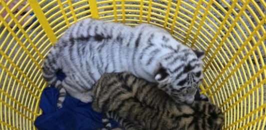 Lebaran Hari Pertama, Tiga Bayi Harimau Lahir
