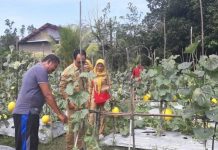 Budidaya Melon Mulai Berkembang di Kalbar