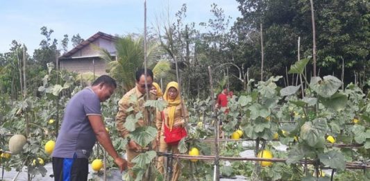 Budidaya Melon Mulai Berkembang di Kalbar