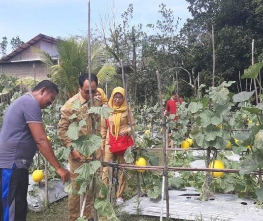 Budidaya Melon Mulai Berkembang di Kalbar