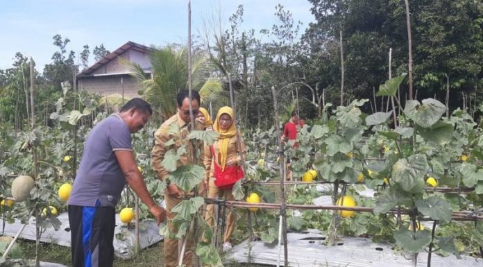 Budidaya Melon Mulai Berkembang di Kalbar