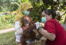 Kisah Kenaya, Bayi Orangutan yang Dirantai