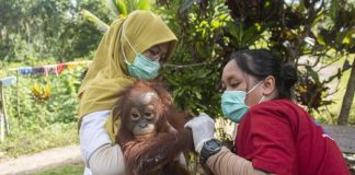 Kisah Kenaya, Bayi Orangutan yang Dirantai