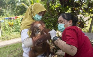 Kisah Kenaya, Bayi Orangutan yang Dirantai