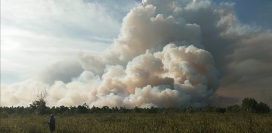 Lima Puluh Hektar Hutan Terbakar di Sungai Pinyuh