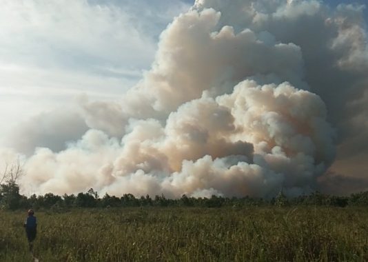 Lima Puluh Hektar Hutan Terbakar di Sungai Pinyuh
