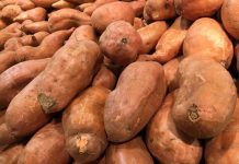 Budidaya Pangan Alternatif Dongkrak Ekonomi