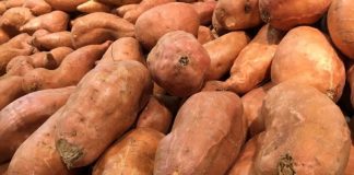 Budidaya Pangan Alternatif Dongkrak Ekonomi