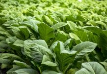 PBNU Soroti Produk Tembakau Alternatif